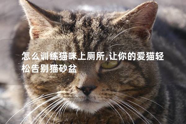 怎么训练猫咪上厕所,让你的爱猫轻松告别猫砂盆