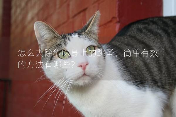 怎么去除猫咪身上的跳蚤，简单有效的方法有哪些？