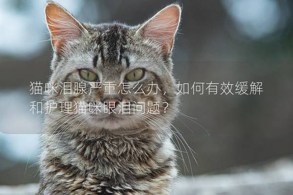 猫咪泪腺严重怎么办，如何有效缓解和护理猫咪眼泪问题？