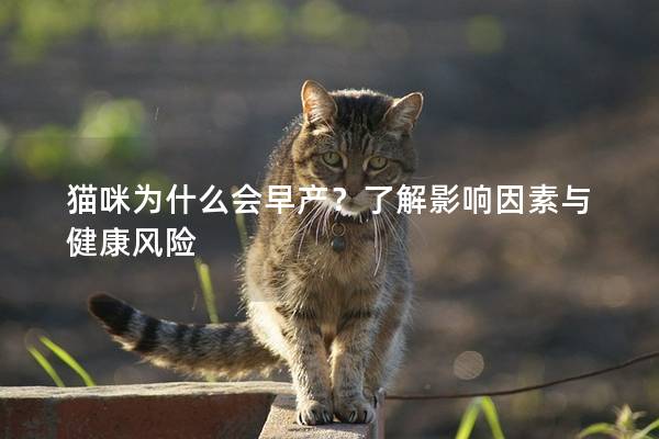 猫咪为什么会早产？了解影响因素与健康风险