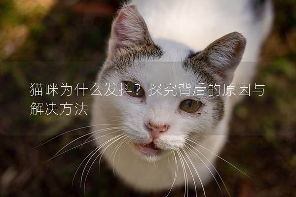 猫咪为什么发抖？探究背后的原因与解决方法