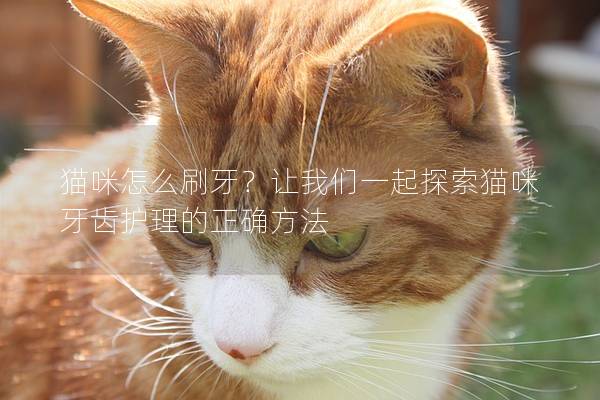 猫咪怎么刷牙？让我们一起探索猫咪牙齿护理的正确方法