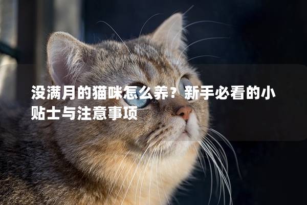 没满月的猫咪怎么养？新手必看的小贴士与注意事项