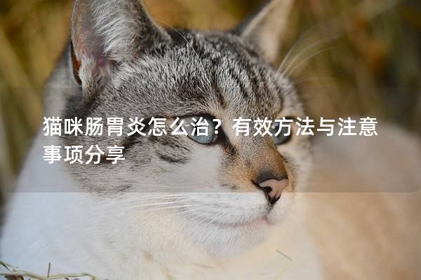 猫咪肠胃炎怎么治？有效方法与注意事项分享