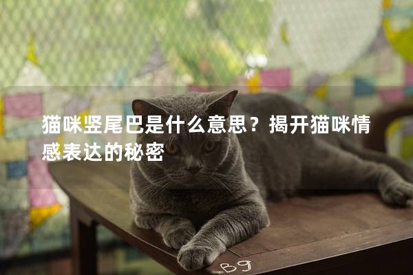 猫咪竖尾巴是什么意思？揭开猫咪情感表达的秘密