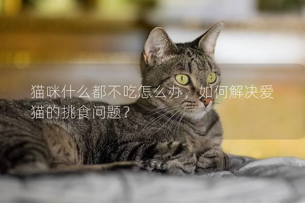 猫咪什么都不吃怎么办，如何解决爱猫的挑食问题？