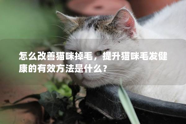 怎么改善猫咪掉毛，提升猫咪毛发健康的有效方法是什么？