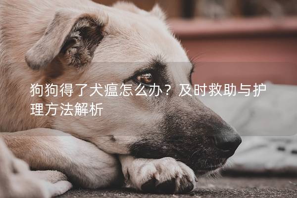 狗狗得了犬瘟怎么办？及时救助与护理方法解析