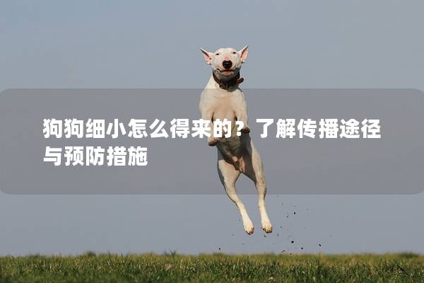 狗狗细小怎么得来的？了解传播途径与预防措施