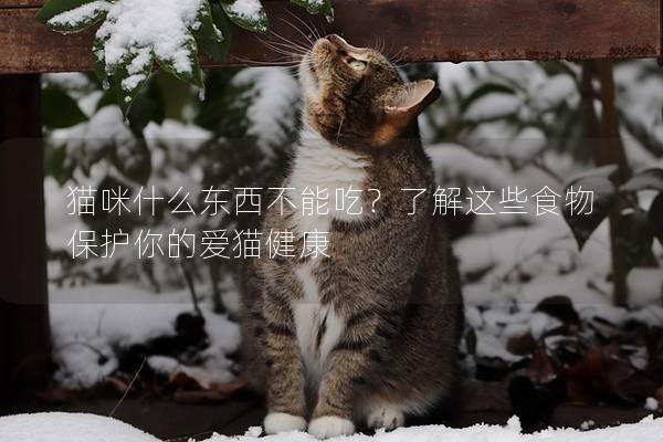 猫咪什么东西不能吃？了解这些食物保护你的爱猫健康