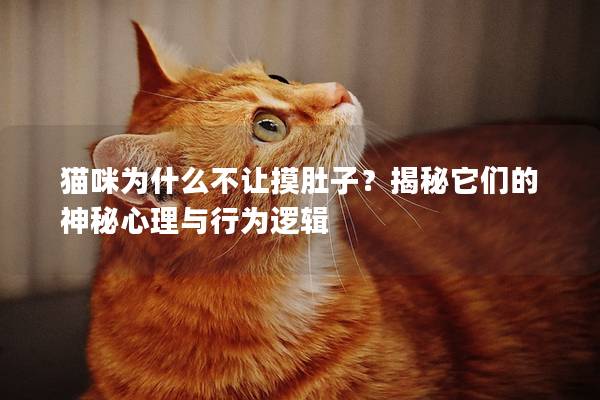 猫咪为什么不让摸肚子？揭秘它们的神秘心理与行为逻辑