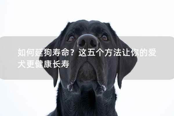 如何延狗寿命？这五个方法让你的爱犬更健康长寿