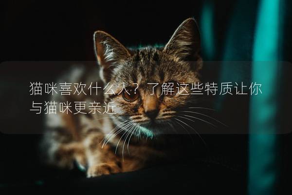 猫咪喜欢什么人？了解这些特质让你与猫咪更亲近