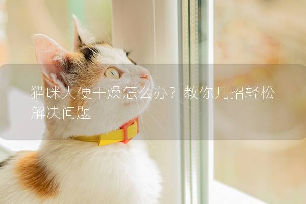 猫咪大便干燥怎么办？教你几招轻松解决问题