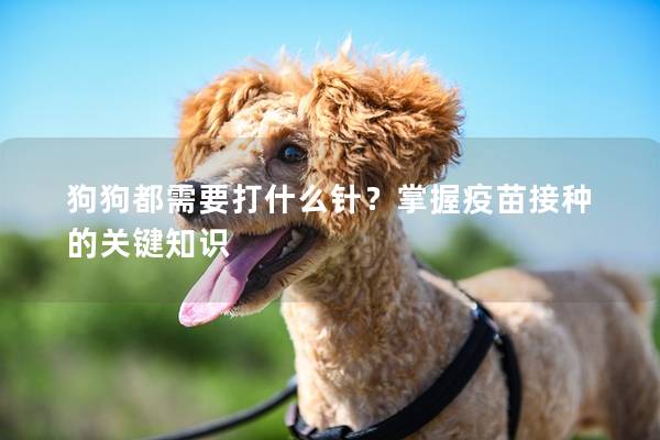 狗狗都需要打什么针？掌握疫苗接种的关键知识