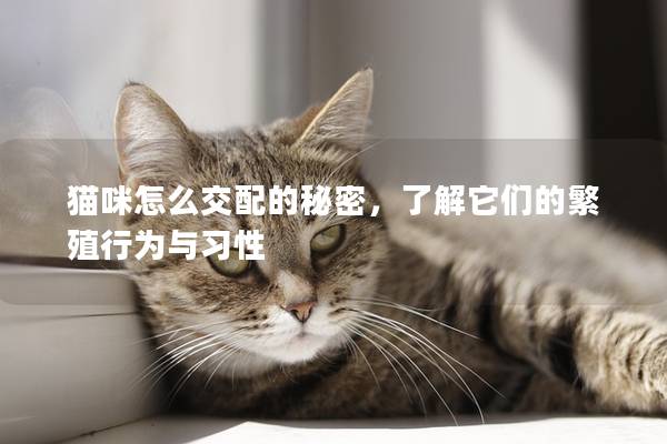 猫咪怎么交配的秘密，了解它们的繁殖行为与习性