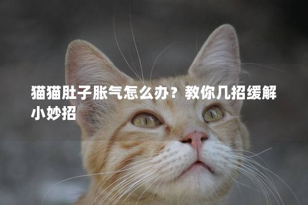 猫猫肚子胀气怎么办？教你几招缓解小妙招