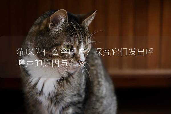 猫咪为什么会呼噜？探究它们发出呼噜声的原因与意义