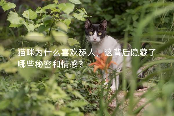 猫咪为什么喜欢舔人，这背后隐藏了哪些秘密和情感？