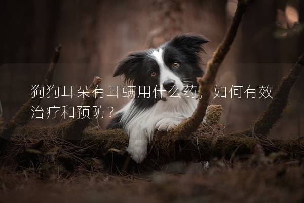 狗狗耳朵有耳螨用什么药，如何有效治疗和预防？