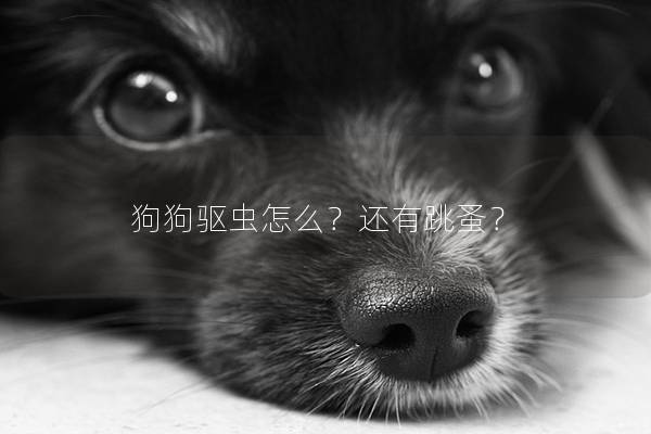 狗狗驱虫怎么？还有跳蚤？