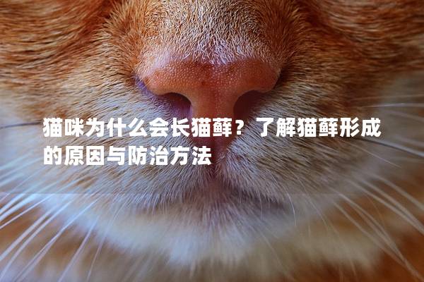 猫咪为什么会长猫藓？了解猫藓形成的原因与防治方法