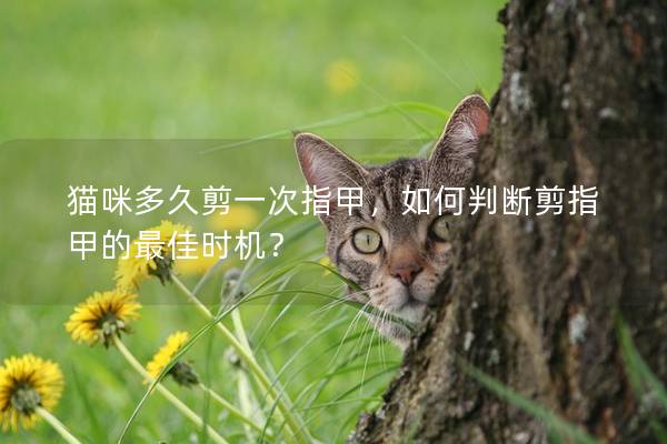 猫咪多久剪一次指甲，如何判断剪指甲的最佳时机？