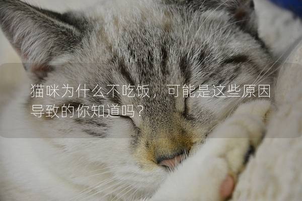 猫咪为什么不吃饭，可能是这些原因导致的你知道吗？