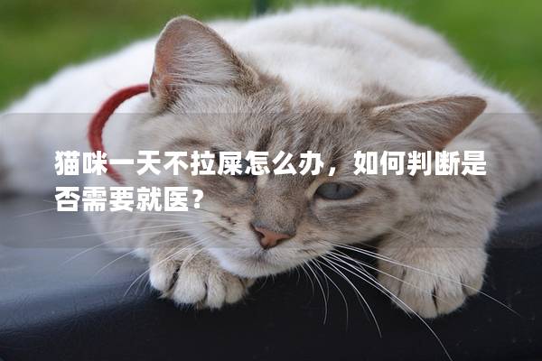 猫咪一天不拉屎怎么办，如何判断是否需要就医？