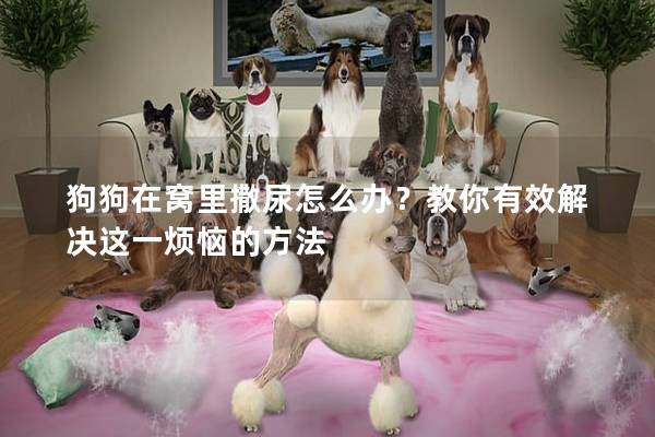 狗狗在窝里撒尿怎么办？教你有效解决这一烦恼的方法