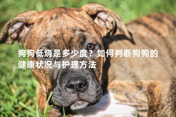 狗狗低烧是多少度？如何判断狗狗的健康状况与护理方法