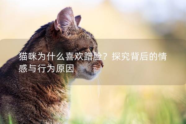 猫咪为什么喜欢蹭脸？探究背后的情感与行为原因