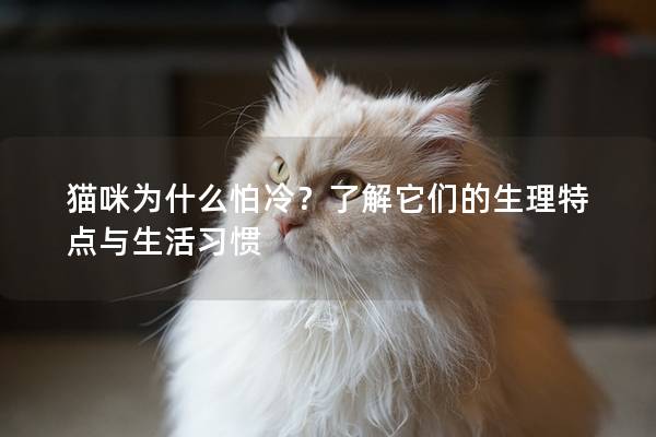 猫咪为什么怕冷？了解它们的生理特点与生活习惯