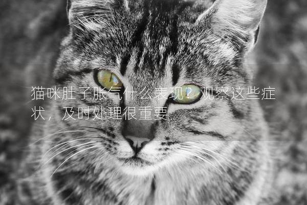 猫咪肚子胀气什么表现？观察这些症状，及时处理很重要