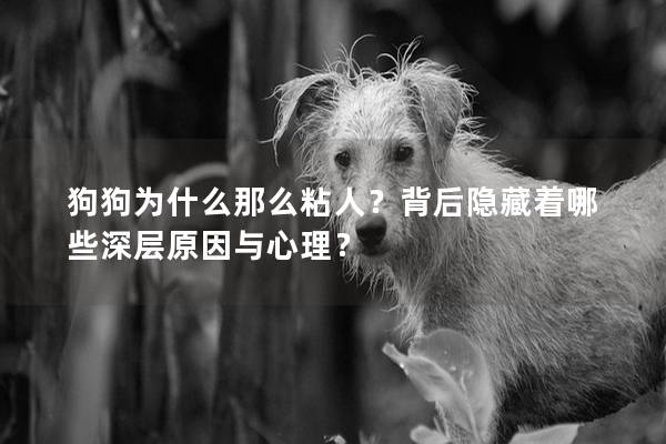 狗狗为什么那么粘人？背后隐藏着哪些深层原因与心理？