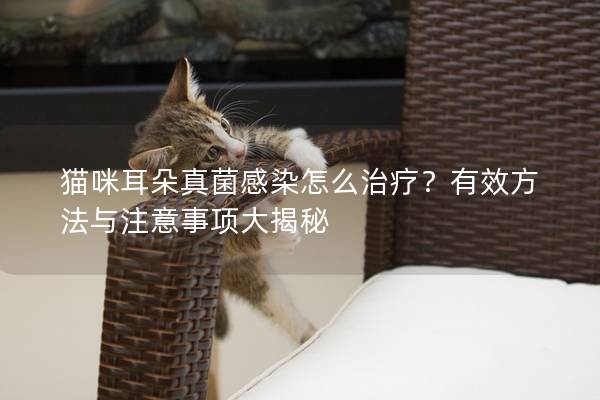 猫咪耳朵真菌感染怎么治疗？有效方法与注意事项大揭秘