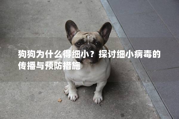 狗狗为什么得细小？探讨细小病毒的传播与预防措施