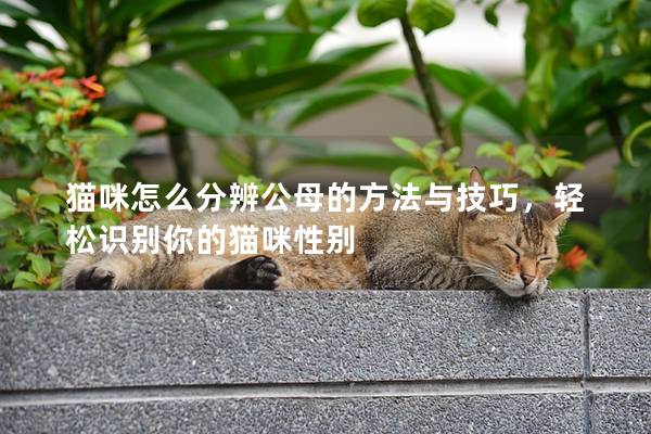 猫咪怎么分辨公母的方法与技巧，轻松识别你的猫咪性别