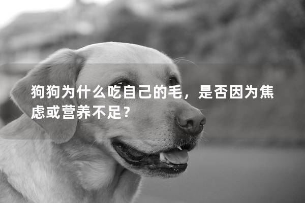 狗狗为什么吃自己的毛，是否因为焦虑或营养不足？