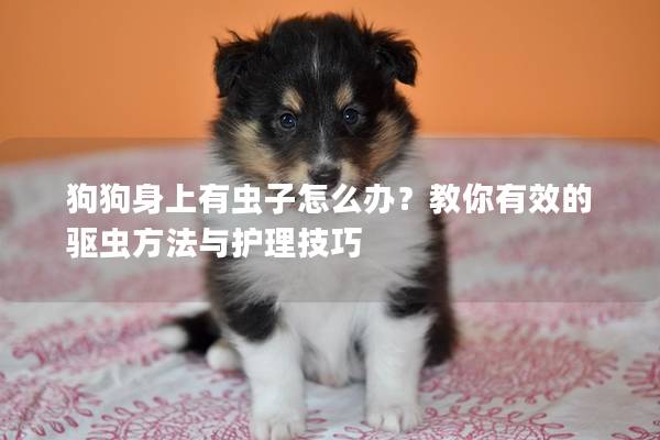 狗狗身上有虫子怎么办？教你有效的驱虫方法与护理技巧