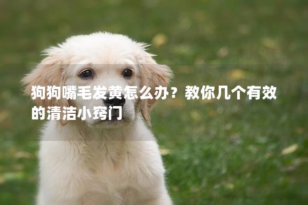 狗狗嘴毛发黄怎么办？教你几个有效的清洁小窍门