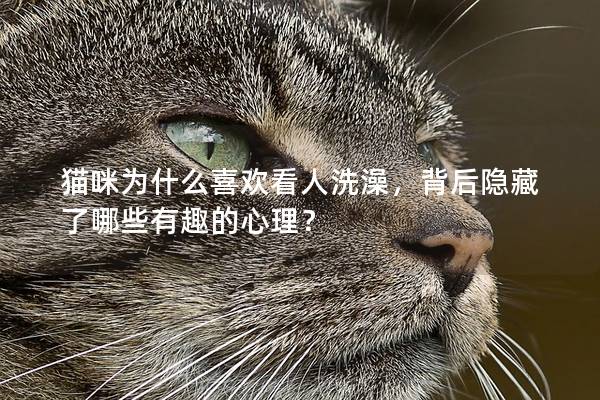 猫咪为什么喜欢看人洗澡，背后隐藏了哪些有趣的心理？