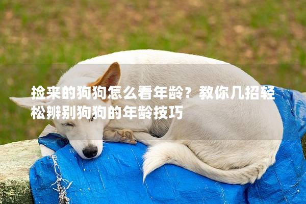 捡来的狗狗怎么看年龄？教你几招轻松辨别狗狗的年龄技巧