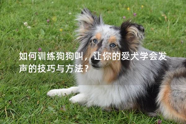 如何训练狗狗叫，让你的爱犬学会发声的技巧与方法？