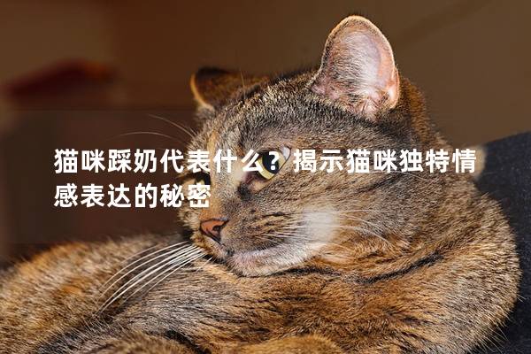 猫咪踩奶代表什么？揭示猫咪独特情感表达的秘密