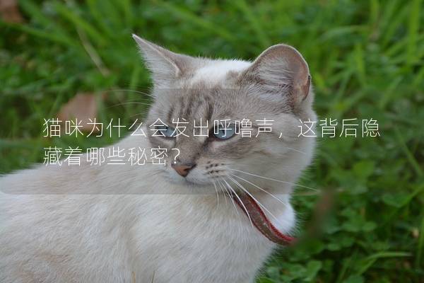 猫咪为什么会发出呼噜声，这背后隐藏着哪些秘密？