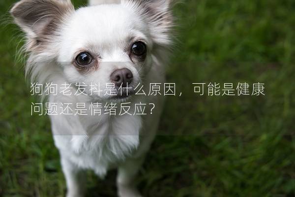 狗狗老发抖是什么原因，可能是健康问题还是情绪反应？