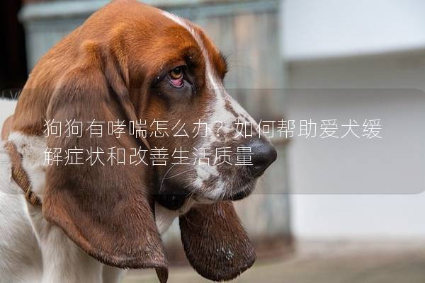 狗狗有哮喘怎么办？如何帮助爱犬缓解症状和改善生活质量