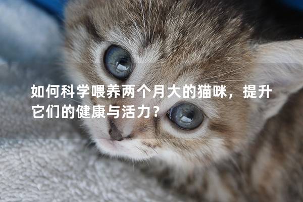 如何科学喂养两个月大的猫咪，提升它们的健康与活力？