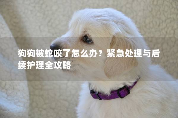 狗狗被蛇咬了怎么办？紧急处理与后续护理全攻略